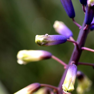 Bellevalia trifoliata